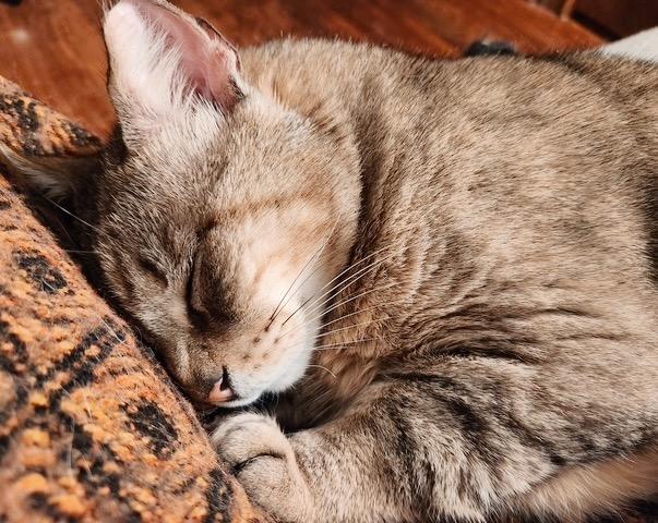Garfield photo 5