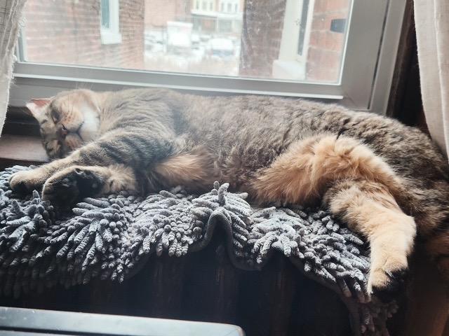 Garfield photo 6