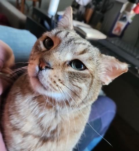 Garfield photo 3