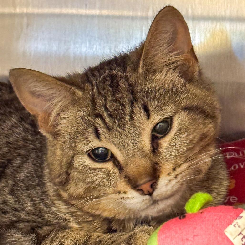 Ralphie, Adoptable, Young Male Domestic Short Hair.