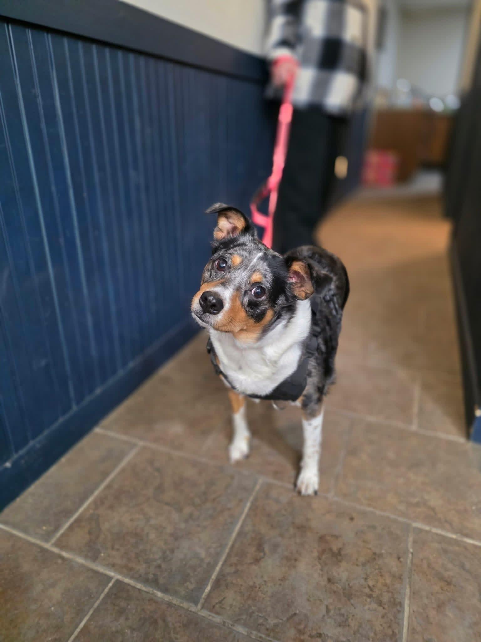 Enlarge Buttercup, an adopted Australian Cattle Dog / Blue Heeler in Salamanca, NY image 1/1