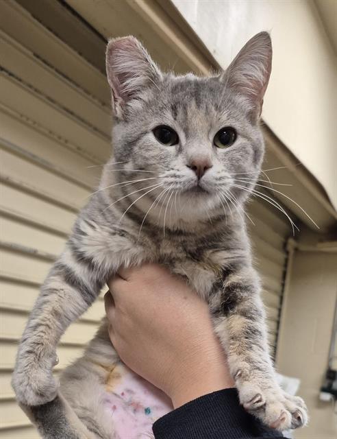 JUDITH, Adoptable, Kitten Female Domestic Short Hair.