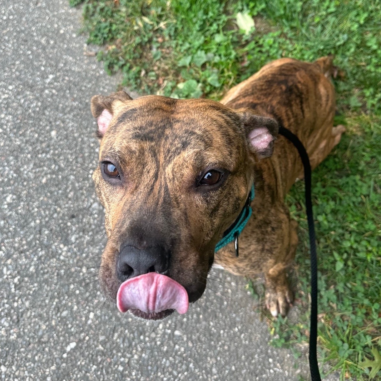 Devin, a Adoptable Mixed Breed in Brookhaven, NY image 4/5