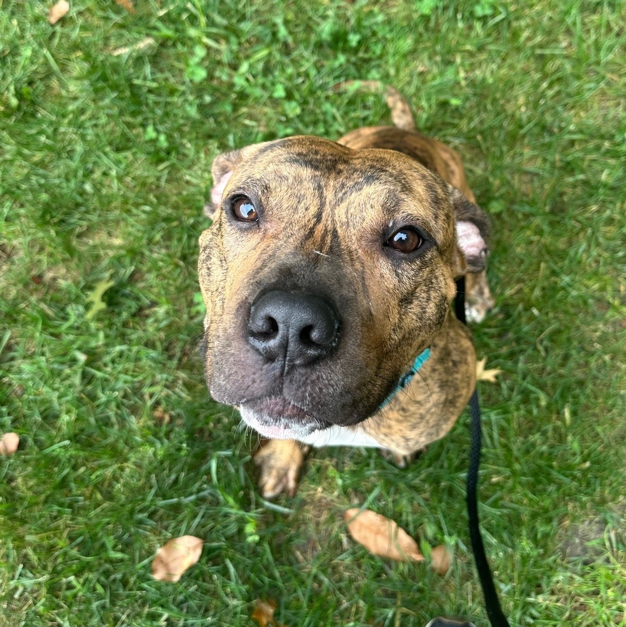 Devin, a Adoptable Mixed Breed in Brookhaven, NY image 5/5