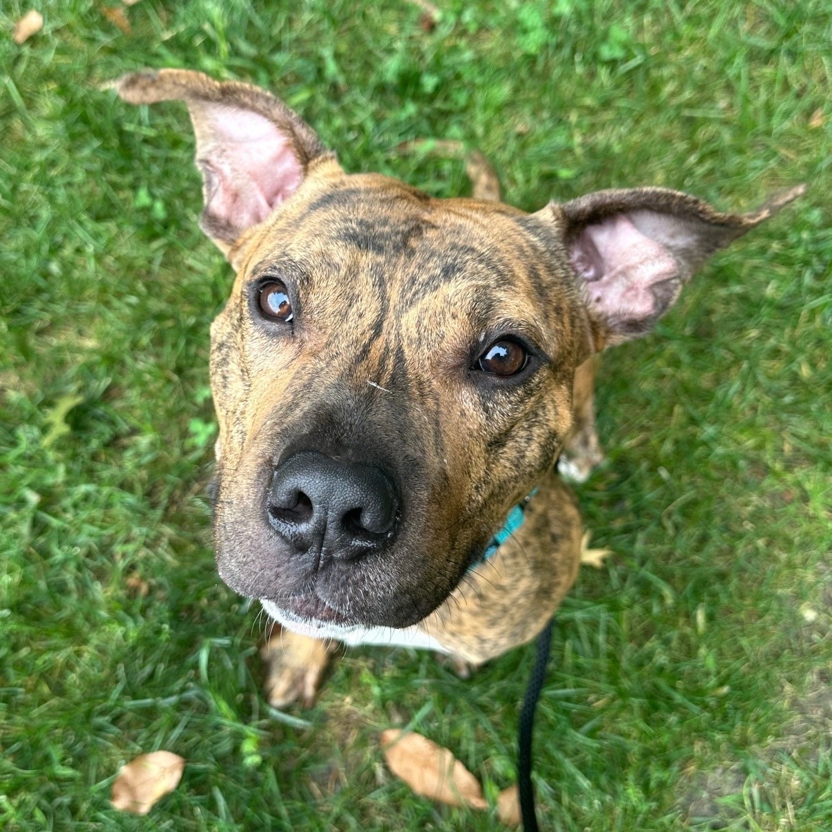 Devin, a Adoptable Mixed Breed in Brookhaven, NY image 3/5