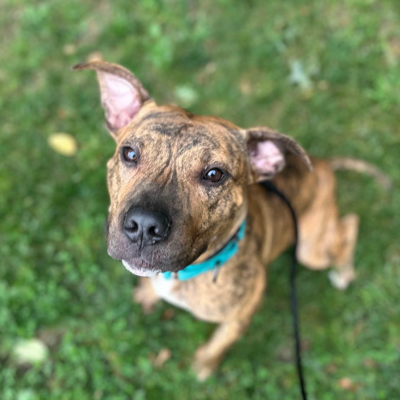 Devin, a Adoptable Mixed Breed in Brookhaven, NY image 1/5