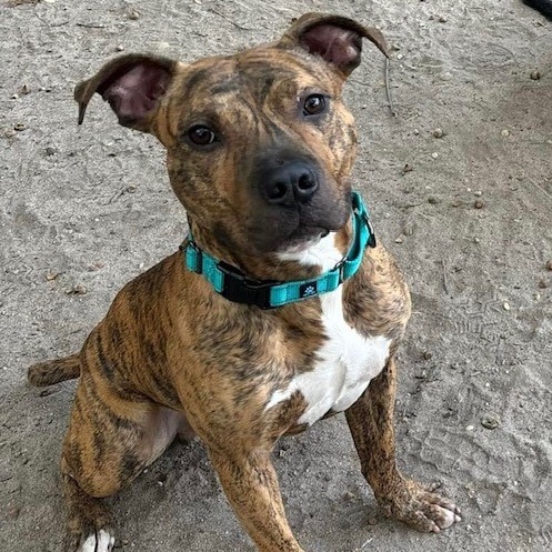 Devin, a Adoptable Mixed Breed in Brookhaven, NY image 2/5