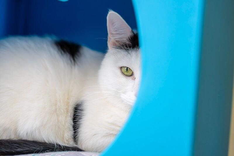 Obi-Wan Kenobi (Topaz), Adoptable, Senior Male Domestic Short Hair.