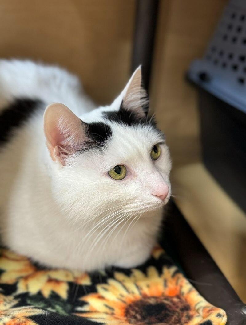 Enlarge Obi-Wan Kenobi (Topaz), a Adoptable Domestic Short Hair in Arlington, WA image 2/6