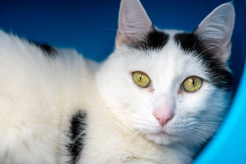 Enlarge Obi-Wan Kenobi (Topaz), a Adoptable Domestic Short Hair in Arlington, WA image 3/6