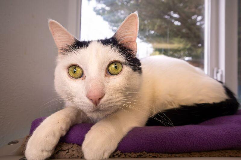 Enlarge Obi-Wan Kenobi (Topaz), a Adoptable Domestic Short Hair in Arlington, WA image 4/6