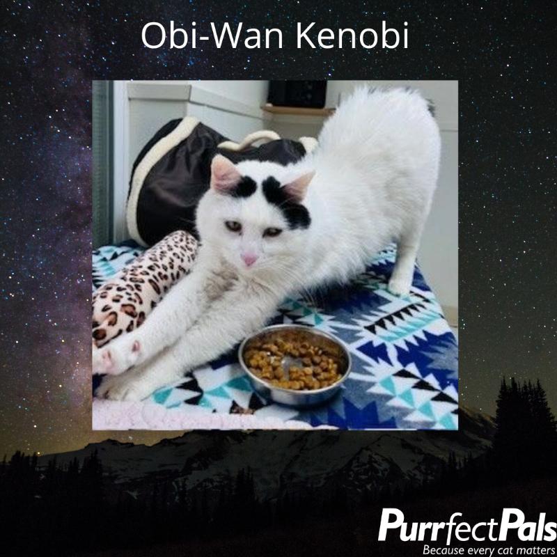 Enlarge Obi-Wan Kenobi (Topaz), a Adoptable Domestic Short Hair in Arlington, WA image 5/6