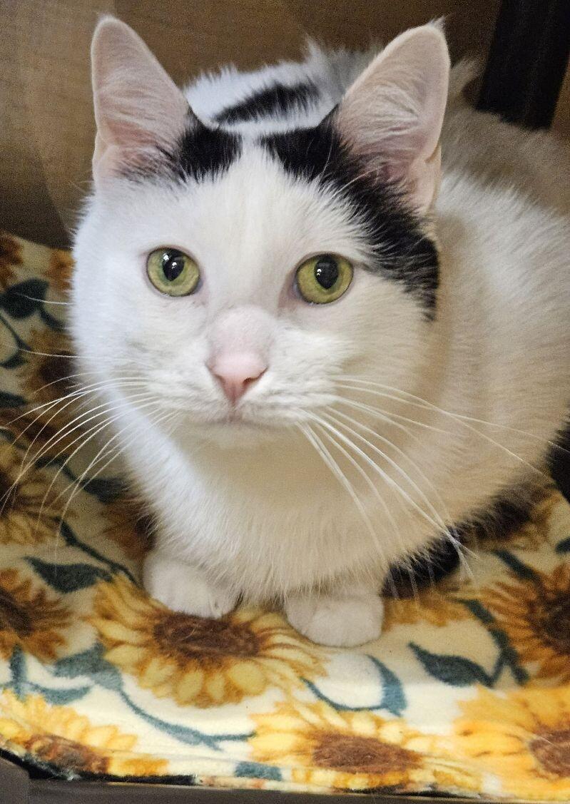 Enlarge Obi-Wan Kenobi (Topaz), a Adoptable Domestic Short Hair in Arlington, WA image 6/6