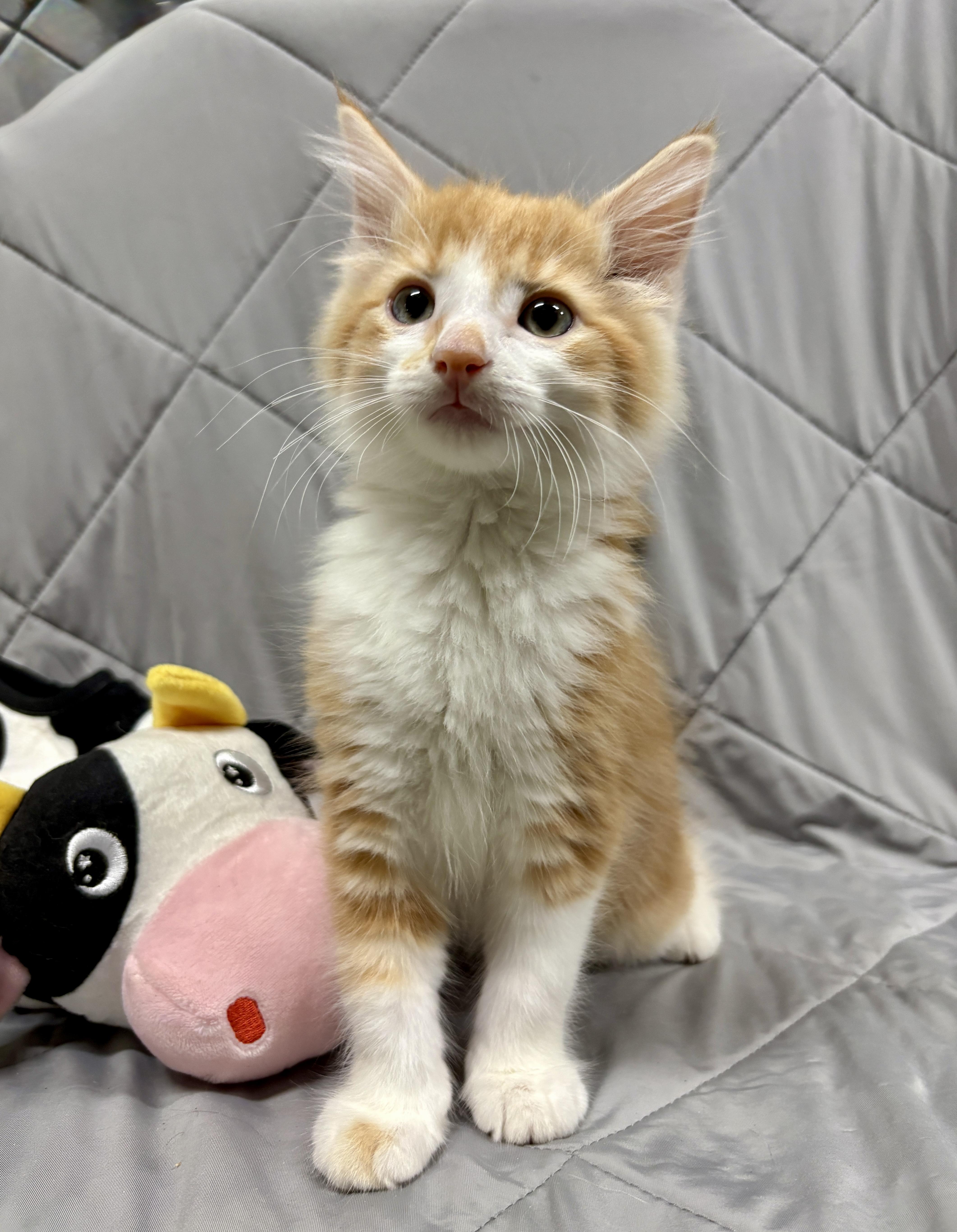 Enlarge ALTO, a Adopted Domestic Long Hair in Tillsonburg, ON image 1/3