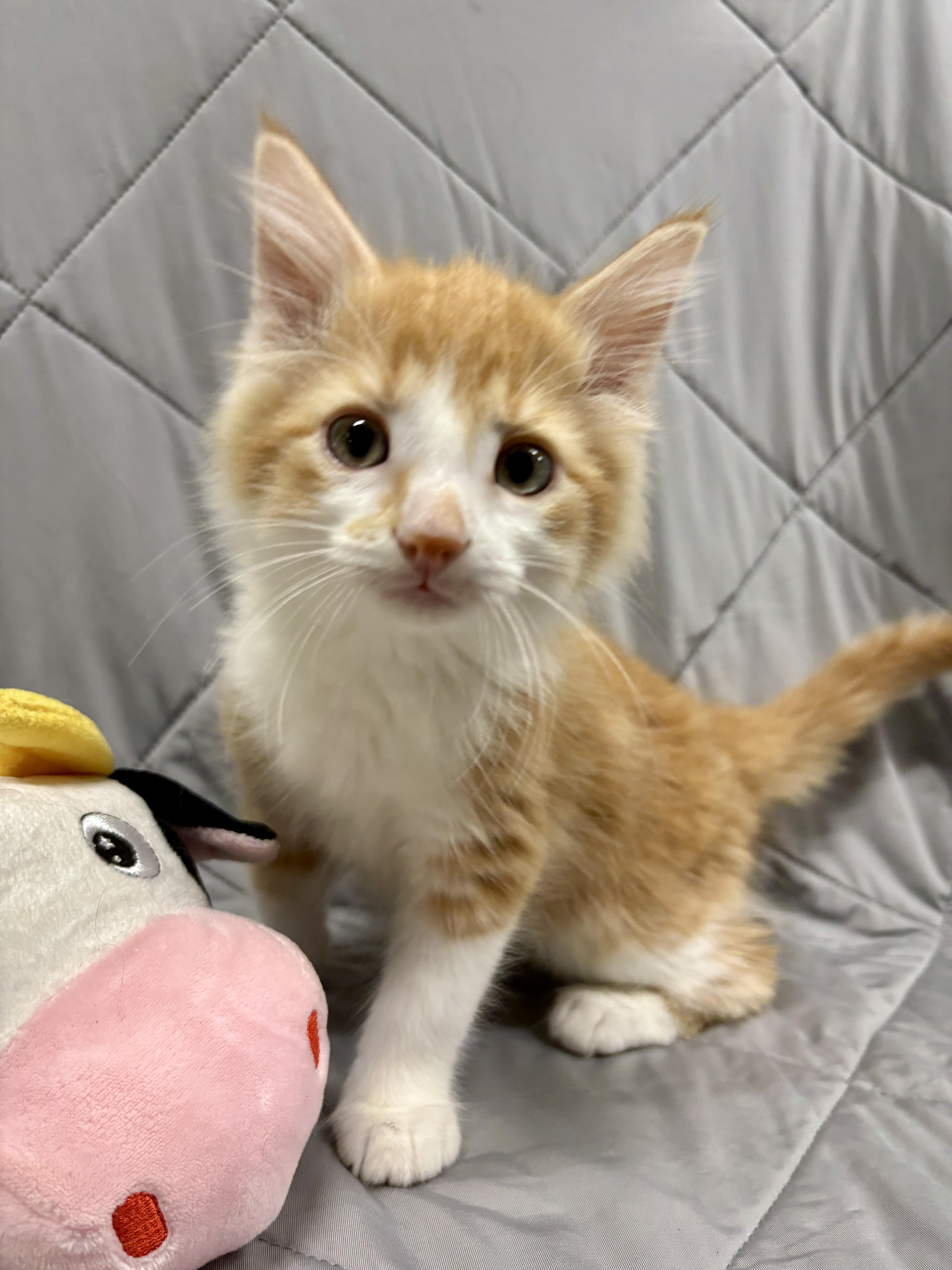 Enlarge ALTO, a Adopted Domestic Long Hair in Tillsonburg, ON image 3/3