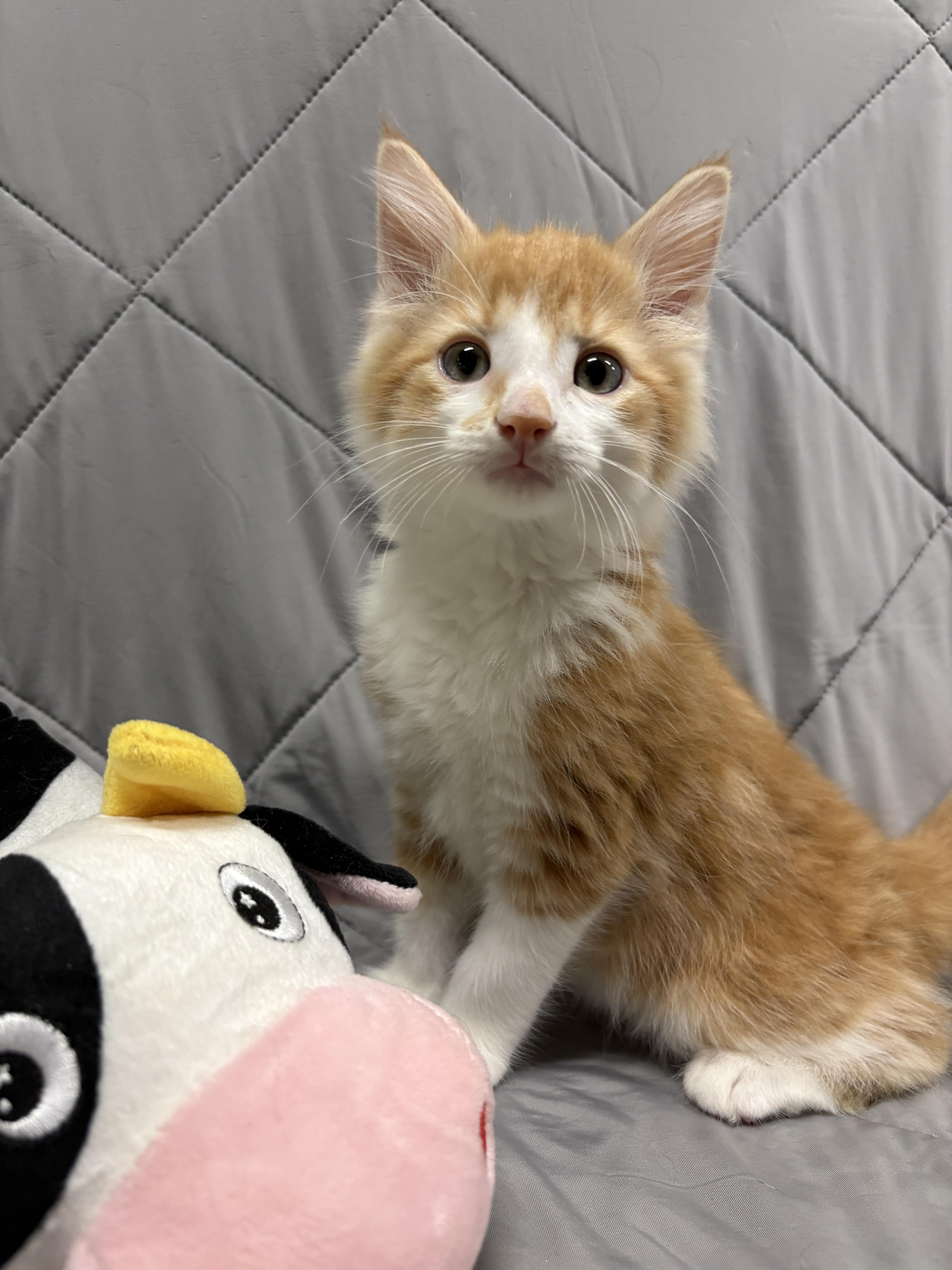 Enlarge ALTO, a Adopted Domestic Long Hair in Tillsonburg, ON image 2/3