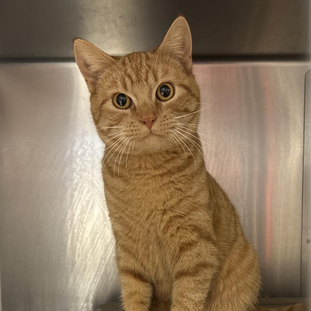 Quentin, Adoptable, Adult Male Domestic Short Hair.