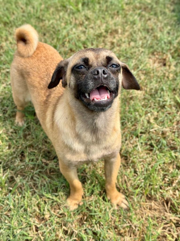 Olive, Adoptable, Young Female Pug & Wirehaired Terrier.