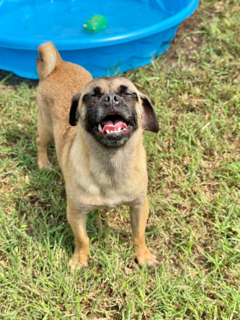Enlarge Olive, a Adoptable mixed breed in Canyon Lake, TX image 2/6