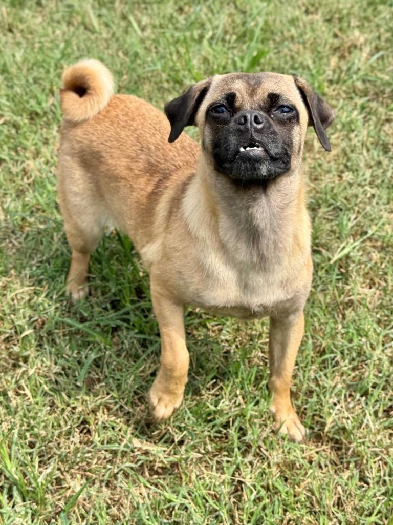 Enlarge Olive, a Adoptable mixed breed in Canyon Lake, TX image 3/6