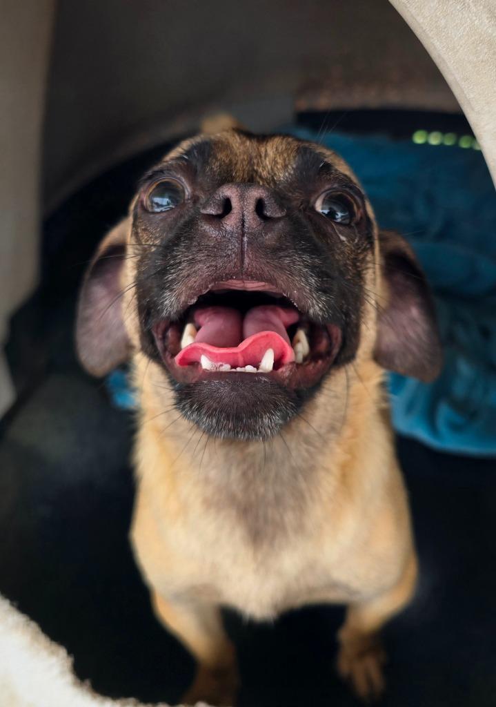 Enlarge Olive, a Adoptable mixed breed in Canyon Lake, TX image 4/6