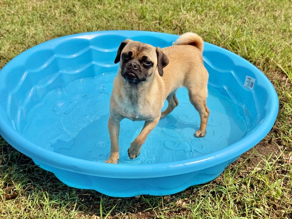Enlarge Olive, a Adoptable mixed breed in Canyon Lake, TX image 5/6