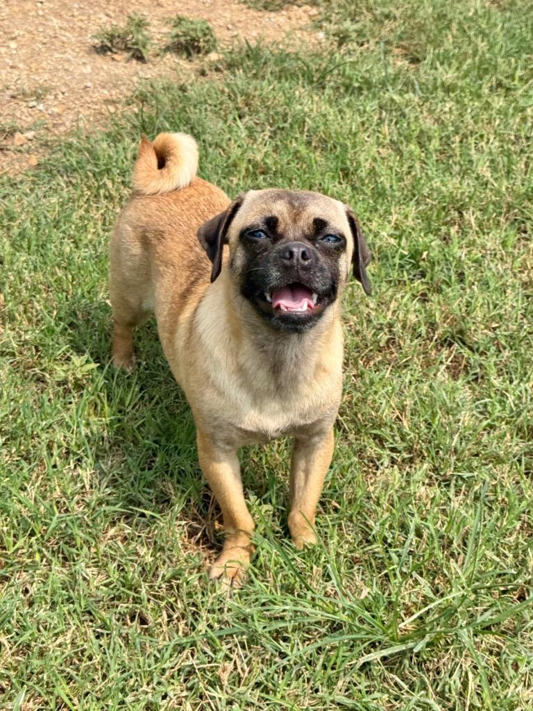 Enlarge Olive, a Adoptable mixed breed in Canyon Lake, TX image 6/6