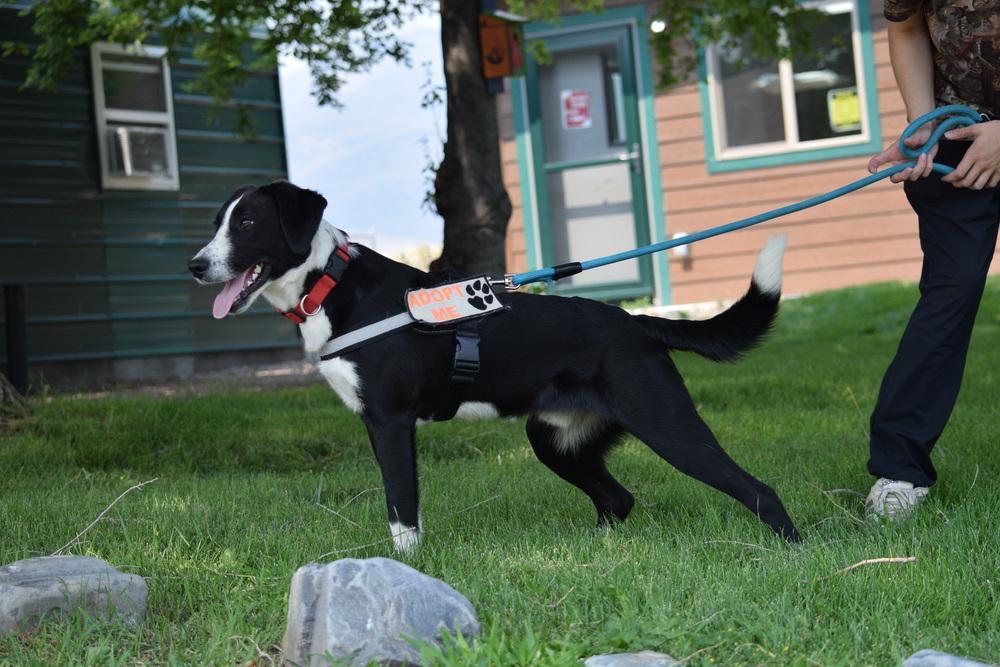Pluto, Adoptable, Young Male Collie.