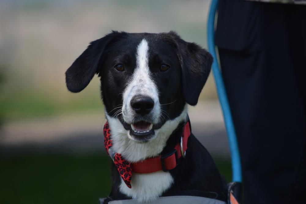 Enlarge Pluto, a Adoptable mixed breed in Salmon, ID image 2/6