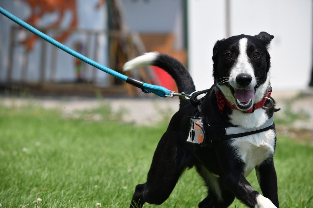 Enlarge Pluto, a Adoptable mixed breed in Salmon, ID image 3/6