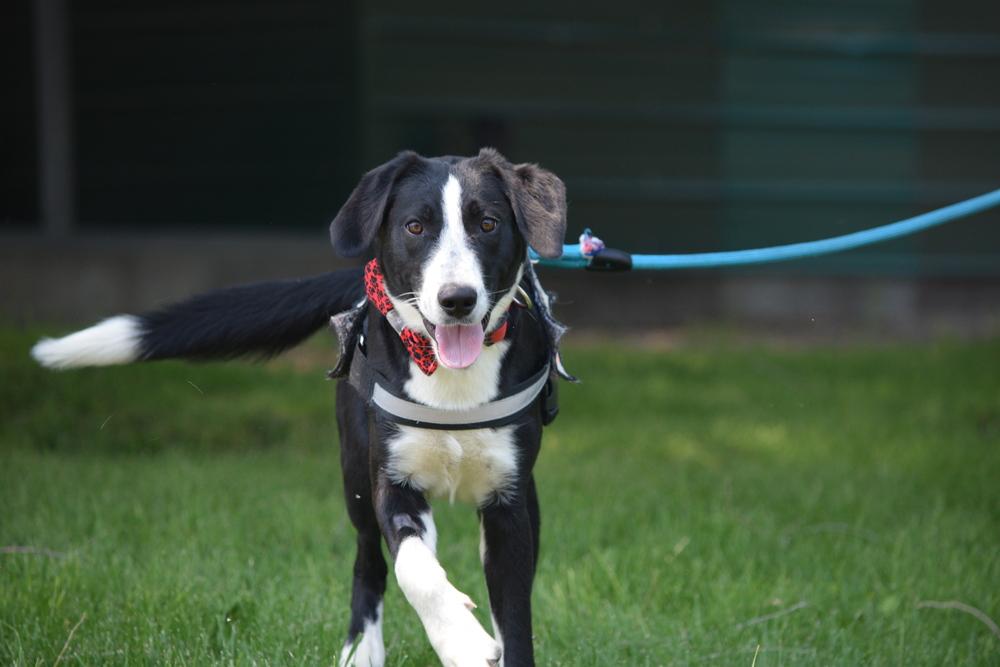 Enlarge Pluto, a Adoptable mixed breed in Salmon, ID image 4/6