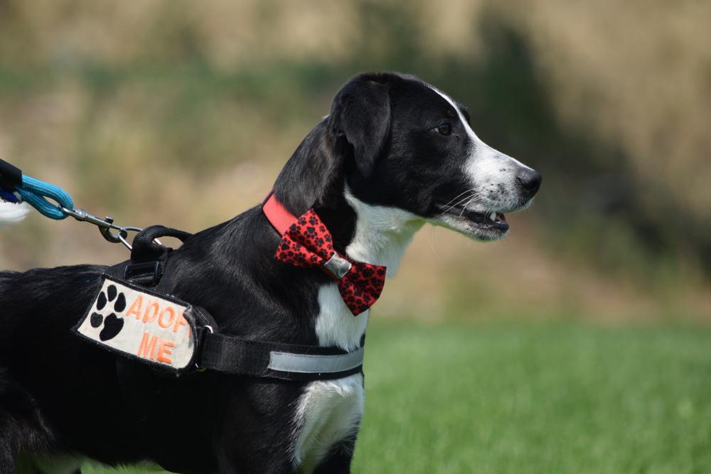 Enlarge Pluto, a Adoptable mixed breed in Salmon, ID image 5/6