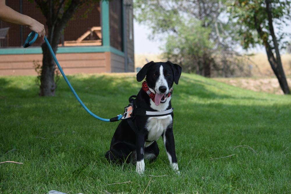Enlarge Pluto, a Adoptable mixed breed in Salmon, ID image 6/6