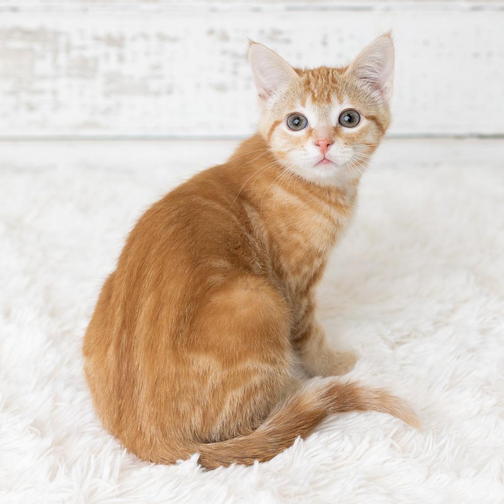 Eye of Newt, Adoptable, Kitten Male Domestic Short Hair.
