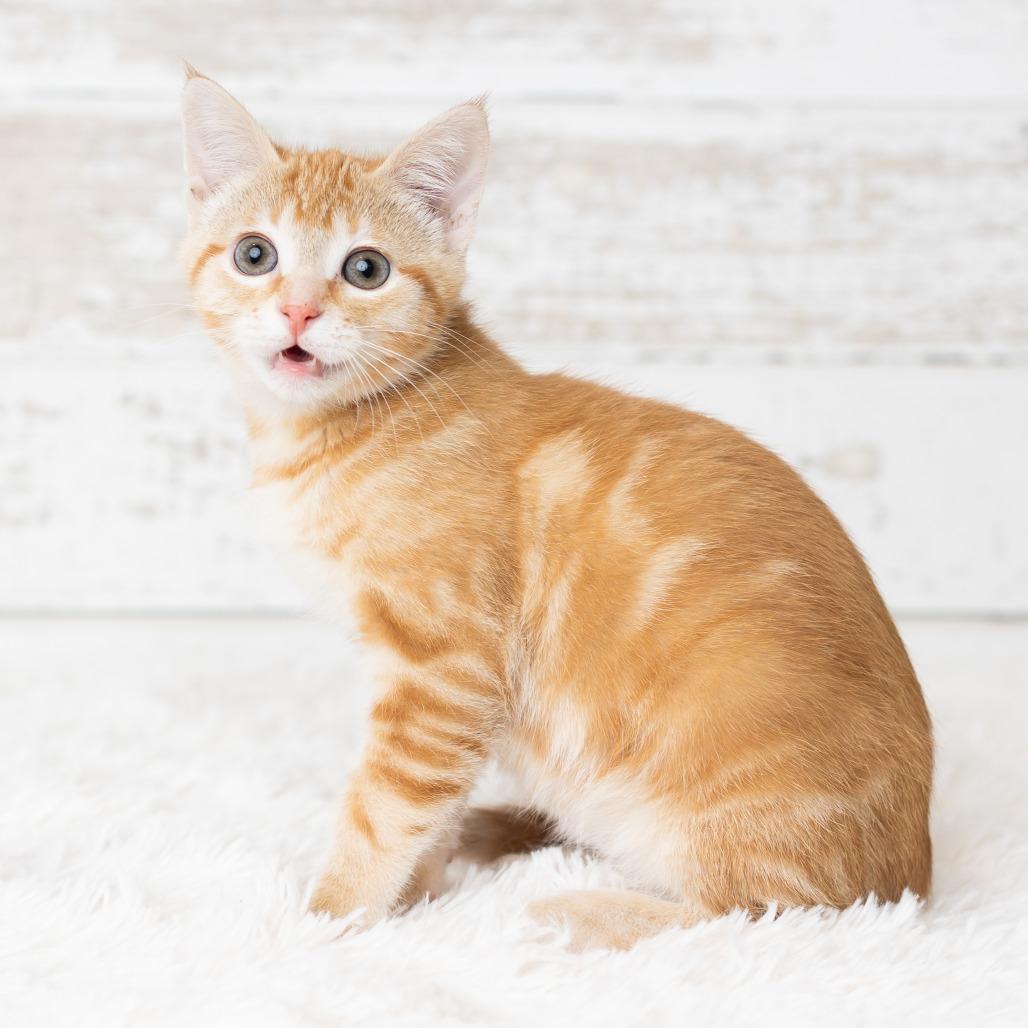 Enlarge Eye of Newt, a Adoptable Domestic Short Hair in St. Paul, MN image 2/5