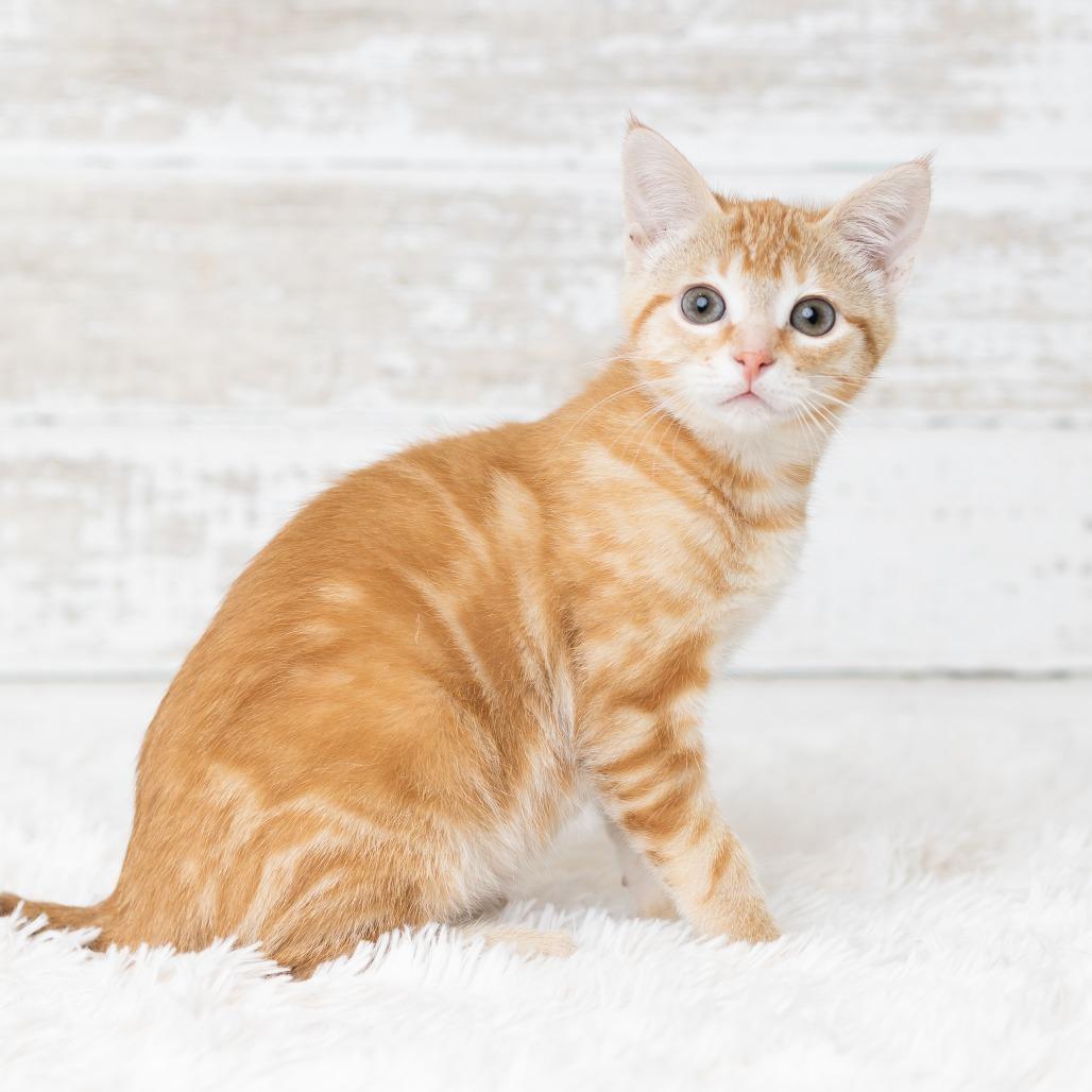 Enlarge Eye of Newt, a Adoptable Domestic Short Hair in St. Paul, MN image 3/5