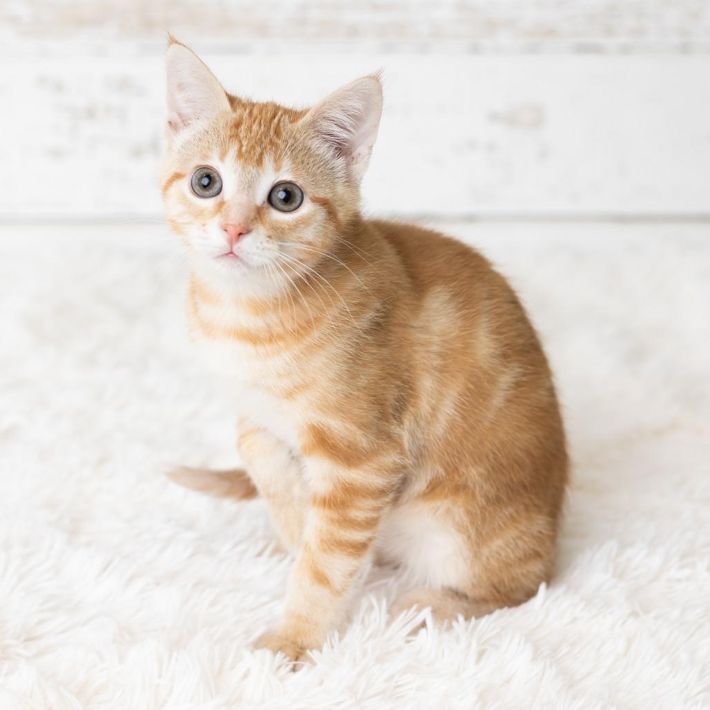 Enlarge Eye of Newt, a Adoptable Domestic Short Hair in St. Paul, MN image 4/5