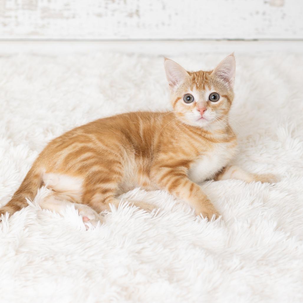 Enlarge Eye of Newt, a Adoptable Domestic Short Hair in St. Paul, MN image 5/5