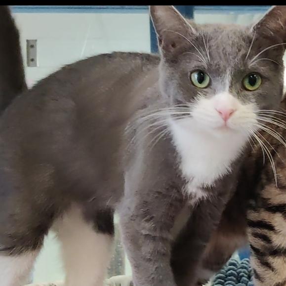 Enlarge Aperol, a Adoptable Domestic Short Hair in Berryville, VA image 1/2