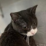 Enlarge Aperol, a Adoptable Domestic Short Hair in Berryville, VA image 2/2