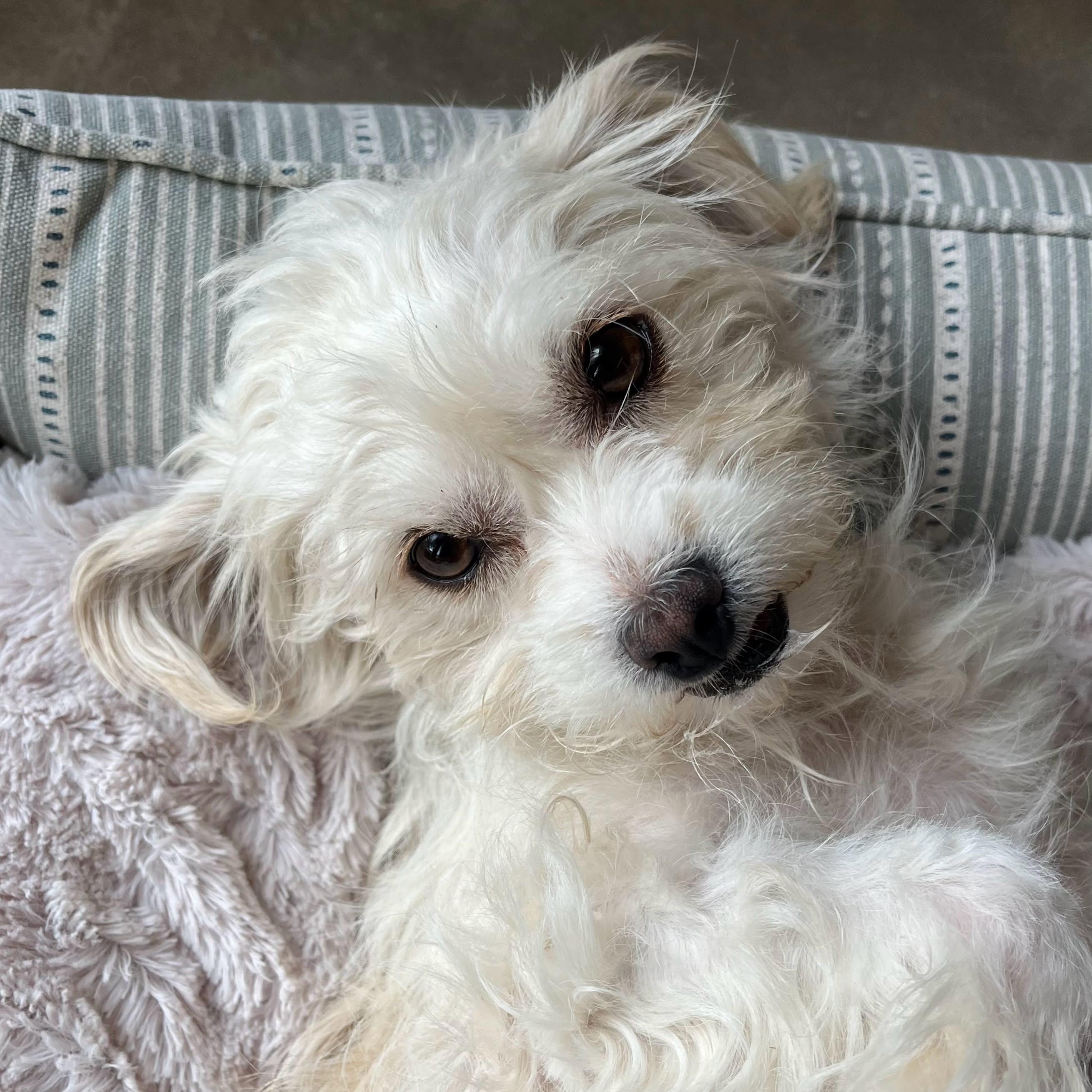 Street Dreamer, Adopted, Young Female Terrier.