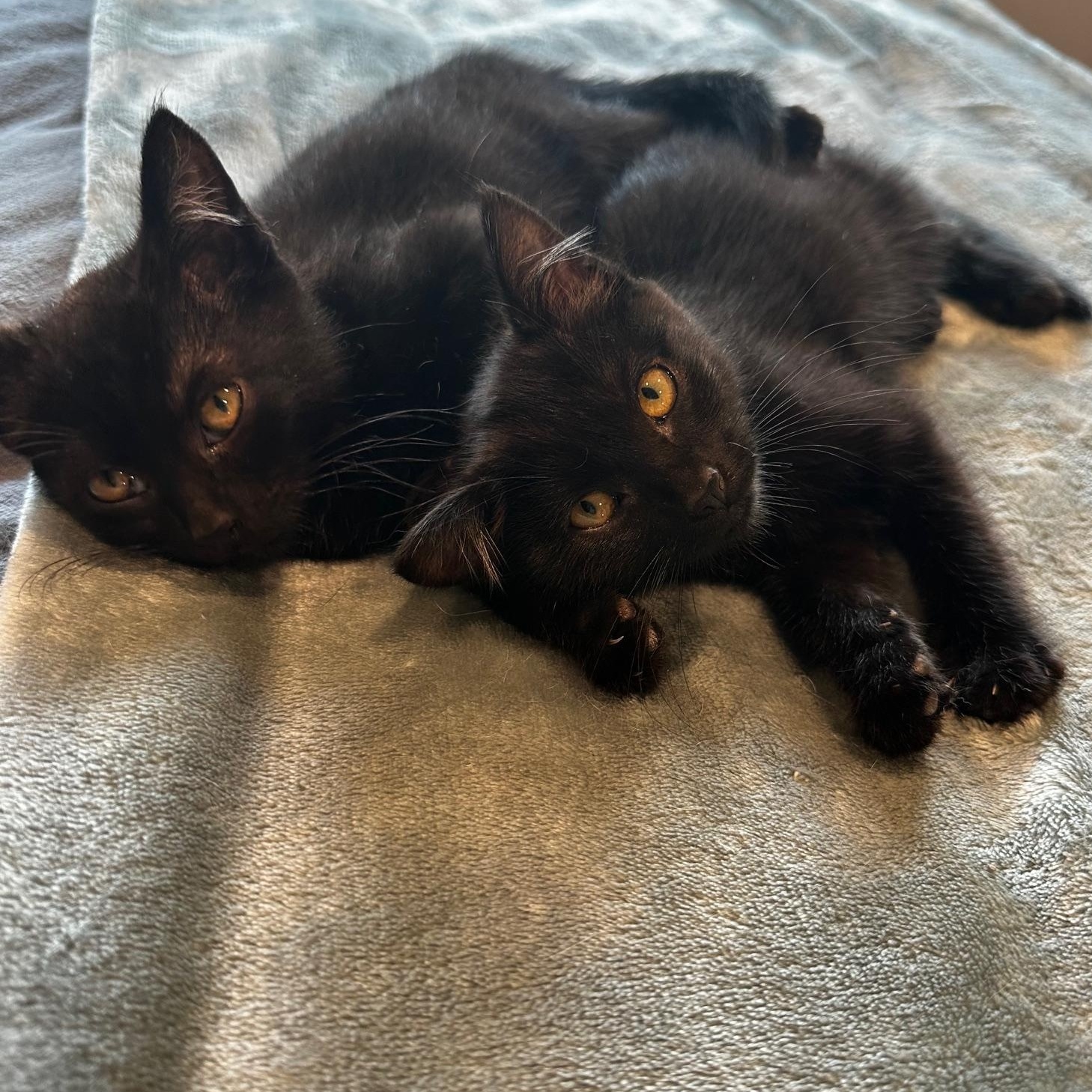 Layla & Elle - (AB), Baby Female Domestic Short Hair