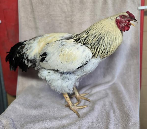 Buffalo Bill, Adoptable, Young Male Chicken.