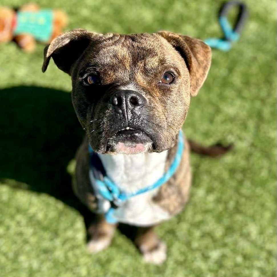 Kolby Amore, an adoptable American Bully, Boxer in Westminster, CO, 80020 | Photo Image 1