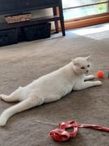 Enlarge Scruffy, a Adoptable Domestic Short Hair in Indianapolis, IN image 1/2