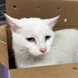 Enlarge Scruffy, a Adoptable Domestic Short Hair in Indianapolis, IN image 2/2