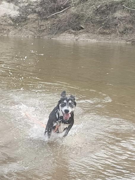 Rocket, a ADOPTABLE Husky in Baker, LA image 2/6