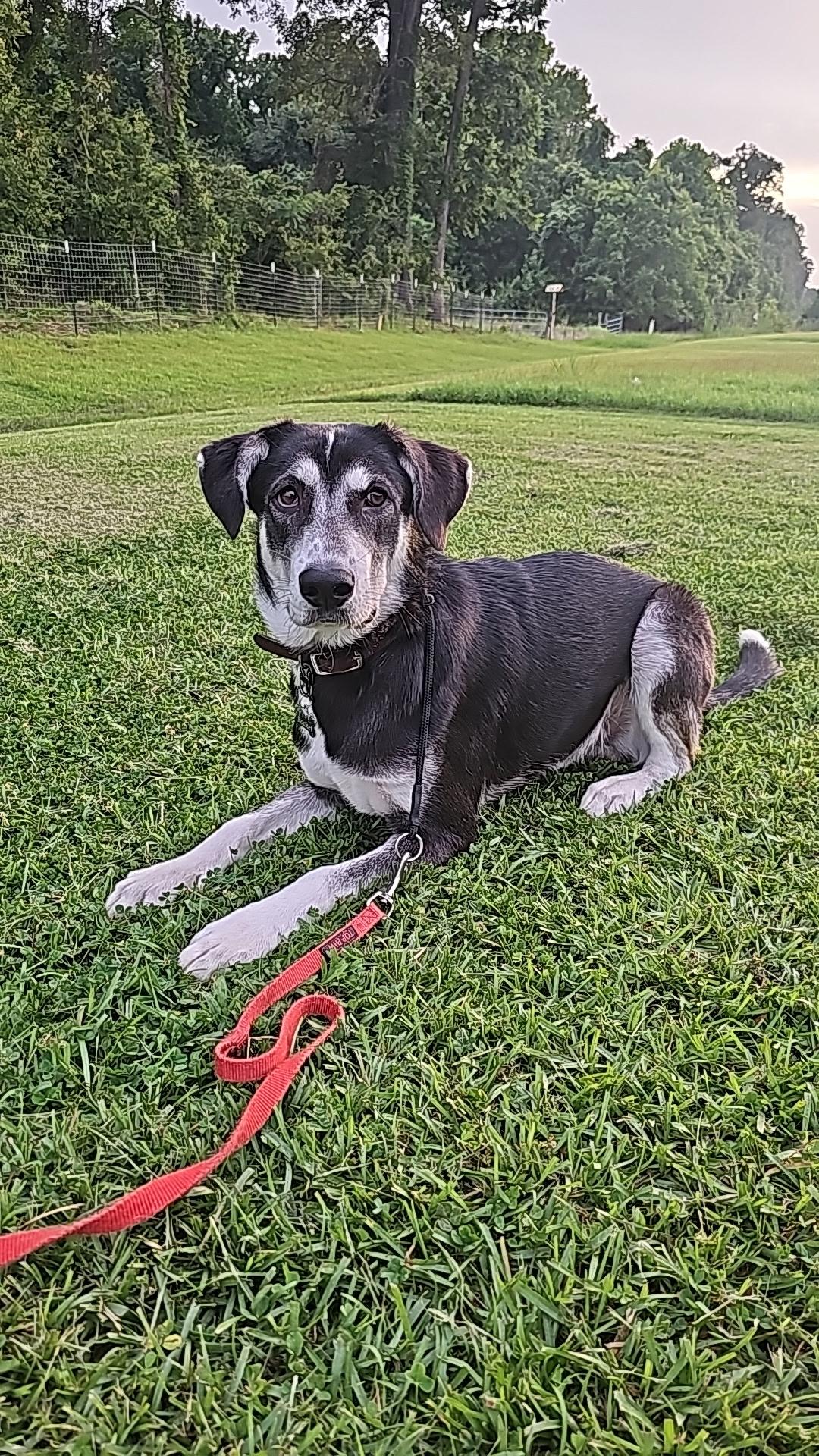 Rocket, a ADOPTABLE Husky in Baker, LA image 6/6