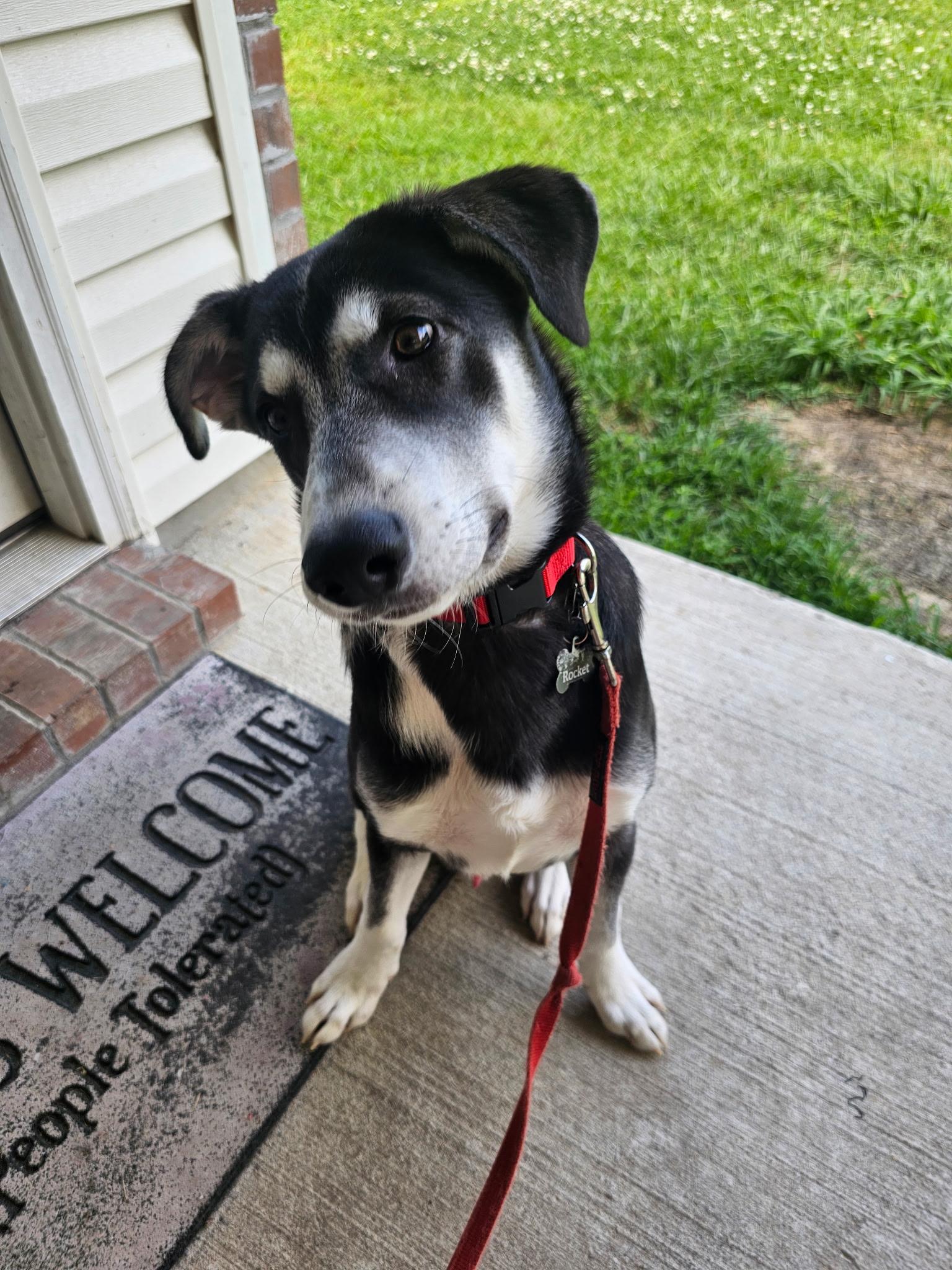 Rocket, ADOPTABLE, Young Male Husky.