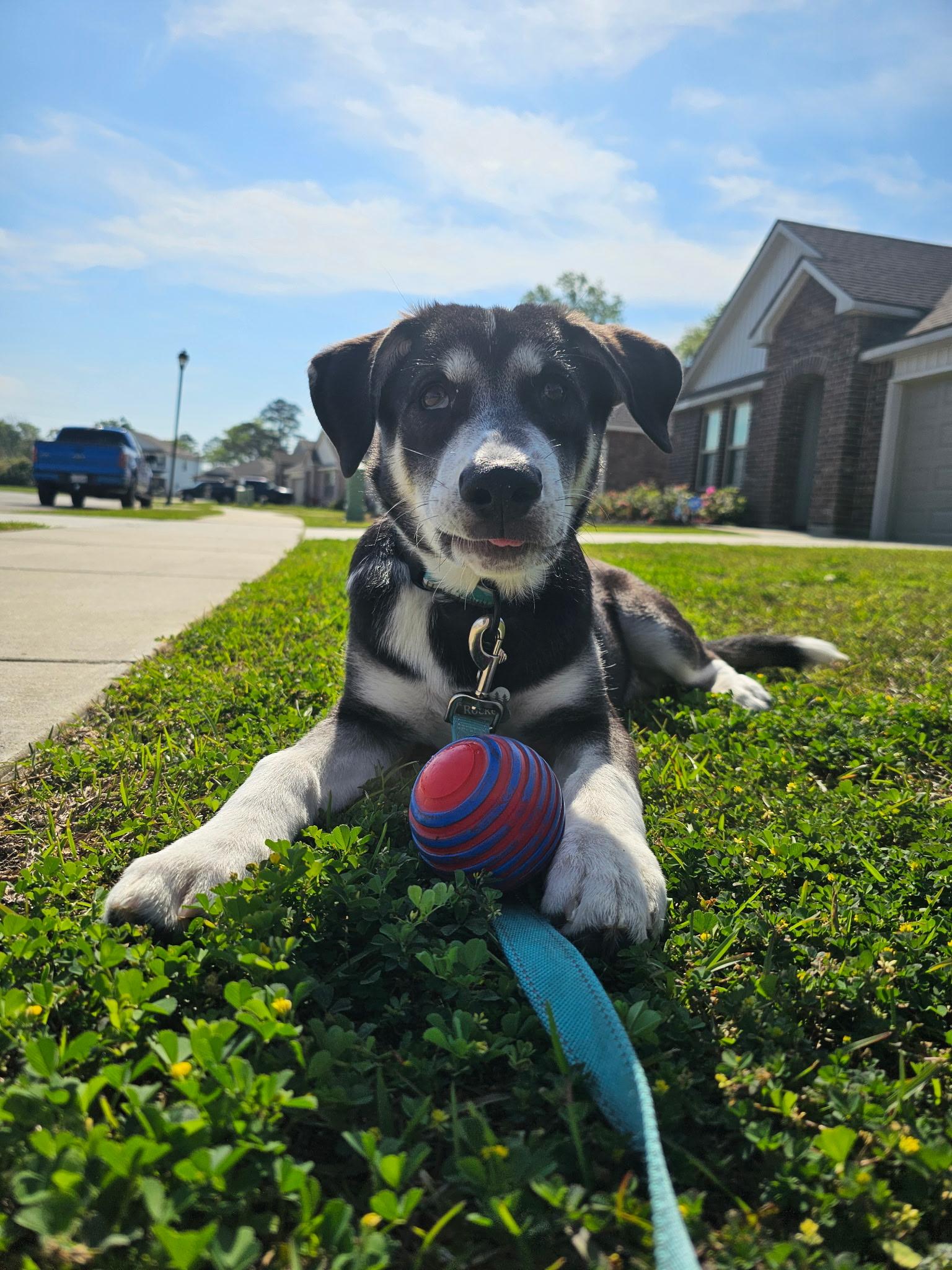 Rocket, a ADOPTABLE Husky in Baker, LA image 3/6